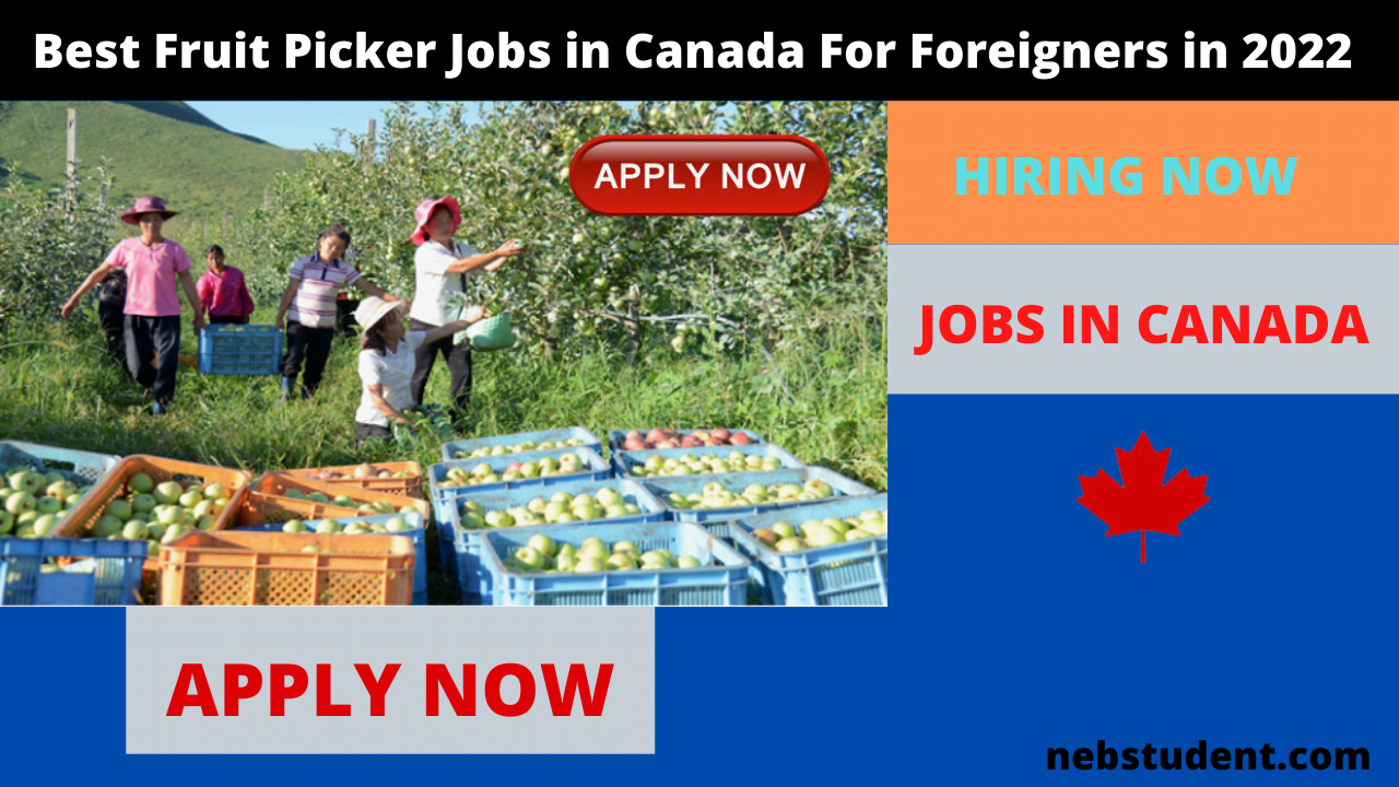 Best Fruit Picker Jobs in Canada For Foreigners in 2022